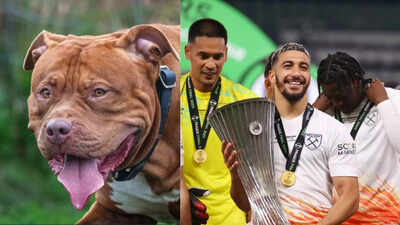 Footballer fined Rs 14 lakh! ‘Banned’ pet dogs attack man, golden retriever | Football News