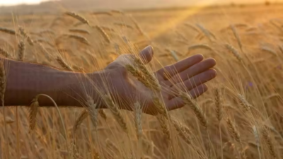 Wheat MSP hike: Cabinet approves Rs 160 increase; fixes price at Rs 2,585 per quintal Wheat MSP hike: Cabinet approves Rs 160 increase; fixes price at Rs 2,585 per quintal