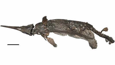 190-million-year-old sea dragon with a sword for a nose discovered on the Jurassic Coast |