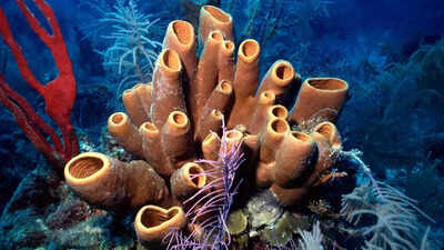 Ancient sea sponges in 541-million-year-old fossils could be Earth’s first animals even before dinosaurs | Ancient sea sponges in 541-million-year-old fossils could be Earth’s first animals even before dinosaurs |