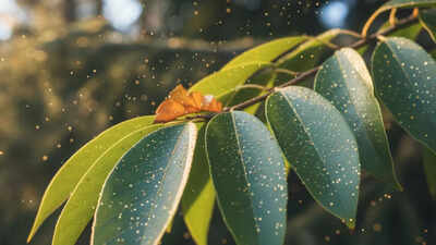 Can gold grow on trees? Scientists find nature’s hidden gold-making process | Can gold grow on trees? Scientists find nature’s hidden gold-making process |
