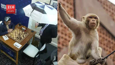 As India readies to host Chess World Cup, Nationals witness monkey invasion, power cuts and leaking tents | Chess News As India readies to host Chess World Cup, Nationals witness monkey invasion, power cuts and leaking tents | Chess News