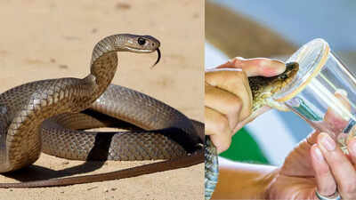 could a deadly snake bite save lives? how experts harvest venom through snake milking to develop life-saving medicine |