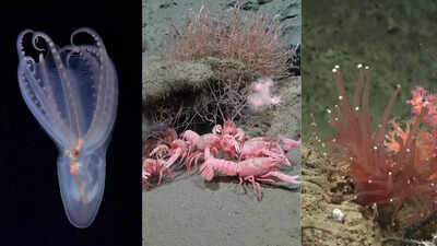 Deep-sea discoveries: Pink lobsters, goofy squid, and 40 new species found in Mar del Plata Canyon |