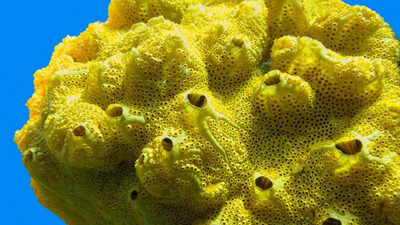 Earth’s first animal revealed — and it’s not what you think | Earth’s first animal revealed — and it’s not what you think |