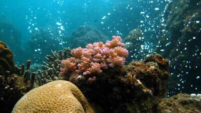 Earth’s ocean acidification crisis: Rising CO₂ levels push planetary systems beyond safe limits |