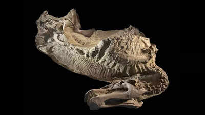 First ‘mummified’ hooved dinosaur in Wyoming Badlands discovered, redefining prehistoric evolution | First ‘mummified’ hooved dinosaur in Wyoming Badlands discovered, redefining prehistoric evolution |