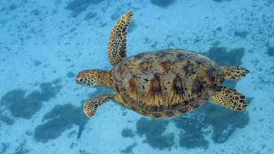 Green turtles rediscovered: Historic comeback reveals decades of conservation success Green turtles rediscovered: Historic comeback reveals decades of conservation success