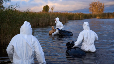 Disease in flight: Bird flu spreads in Europe, US | Disease in flight: Bird flu spreads in Europe, US |