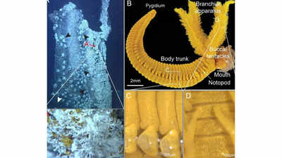 Paralvinella hessleri: The deep-sea worm that fights poison with poison, and shines like gold | Paralvinella hessleri: The deep-sea worm that fights poison with poison, and shines like gold |