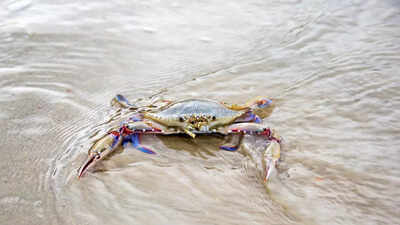 Study reveals offshore wind farm cables affect female crabs and marine ecosystems | Study reveals offshore wind farm cables affect female crabs and marine ecosystems |