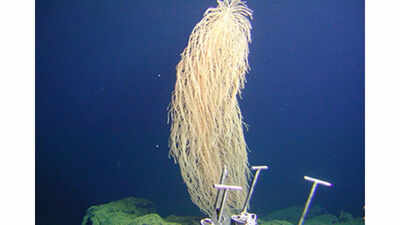 The ‘wookiee of the deep sea’: Exploring habitat and features of Iridogorgia chewbacca, found 400–1,000 metres below | The ‘wookiee of the deep sea’: Exploring habitat and features of Iridogorgia chewbacca, found 400–1,000 metres below |