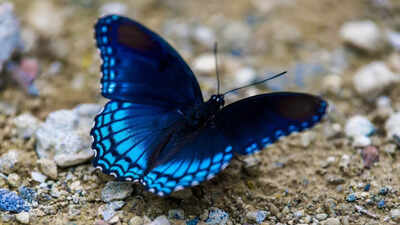 Why blue is rare in nature: Science, examples, and evolution | Why blue is rare in nature: Science, examples, and evolution |