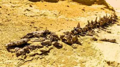 Chucarosaurus diripienda: The dinosaur so massive it shattered roads and transformed how scientists study titanosaurs |