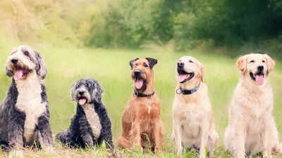 Dogs were travelling the world with humans over 10,000 years ago, with surprisingly diverse forms |