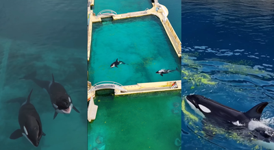 These abandoned orcas in a French marine park are running out of time and every option looks grim |