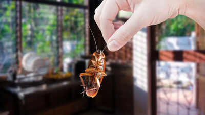 What if cockroaches vanished from the planet? Scientists warn of unexpected consequences |