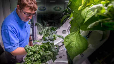 What was the first vegetable to ever grow in space |