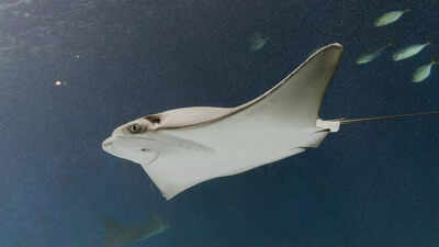 Why an ancient underwater volcano in Canada is covered in nearly a million giant skate eggs |