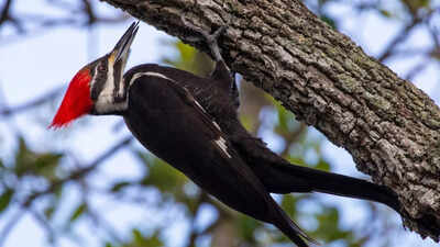 Woodpeckers as nature’s living hammers: How they use their whole body to deliver powerful, injury-free pecking |