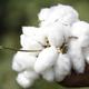 Gujarat farmer distress: Where cotton clouds hang heavy