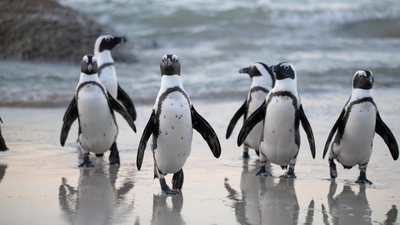60,000 African penguins died: Study finds shocking truth behind the mass die off |