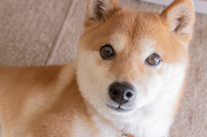 Dogecoin Is Down More Than 60% in 2025, and Here’s Why Another 50% Plunge Might be Inevitable in 2026