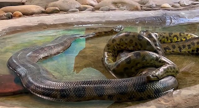 Ancient giant that never shrank: Study shows Anacondas have been massive for 12 million years |