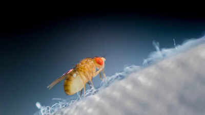 How insects could help NASA build life on the Moon and Mars |