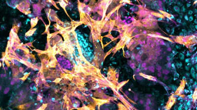 Recreating the human womb in the lab: How early-stage embryos implant, communicate, and offer new insights into pregnancy |