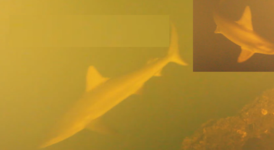 Scientists baffled as sharks found swimming inside one of world’s most active underwater volcanoes |