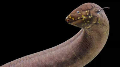 This ancient fish has a genome so massive it dwarfs humans by 30 times |