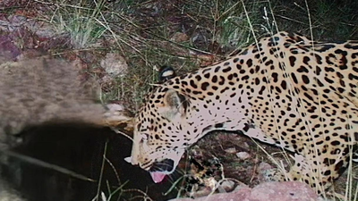 A new jaguar spotted in Arizona points to progress in the endangered species’ recovery