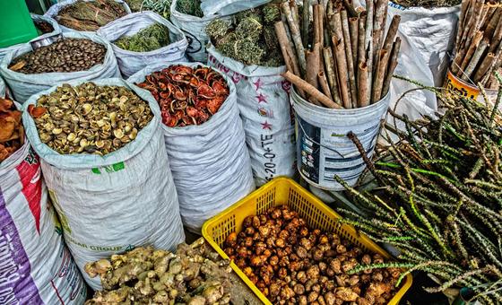 Traditional medicine use is now a global reality: WHO