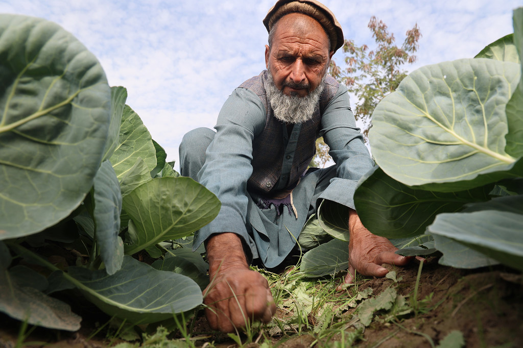Afghanistan: Opium cultivation drops sharply, but regional trafficking rises