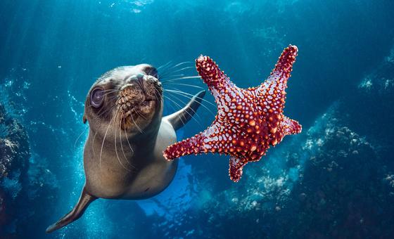 UN ‘high seas’ treaty clears ratification threshold, to enter into force in January