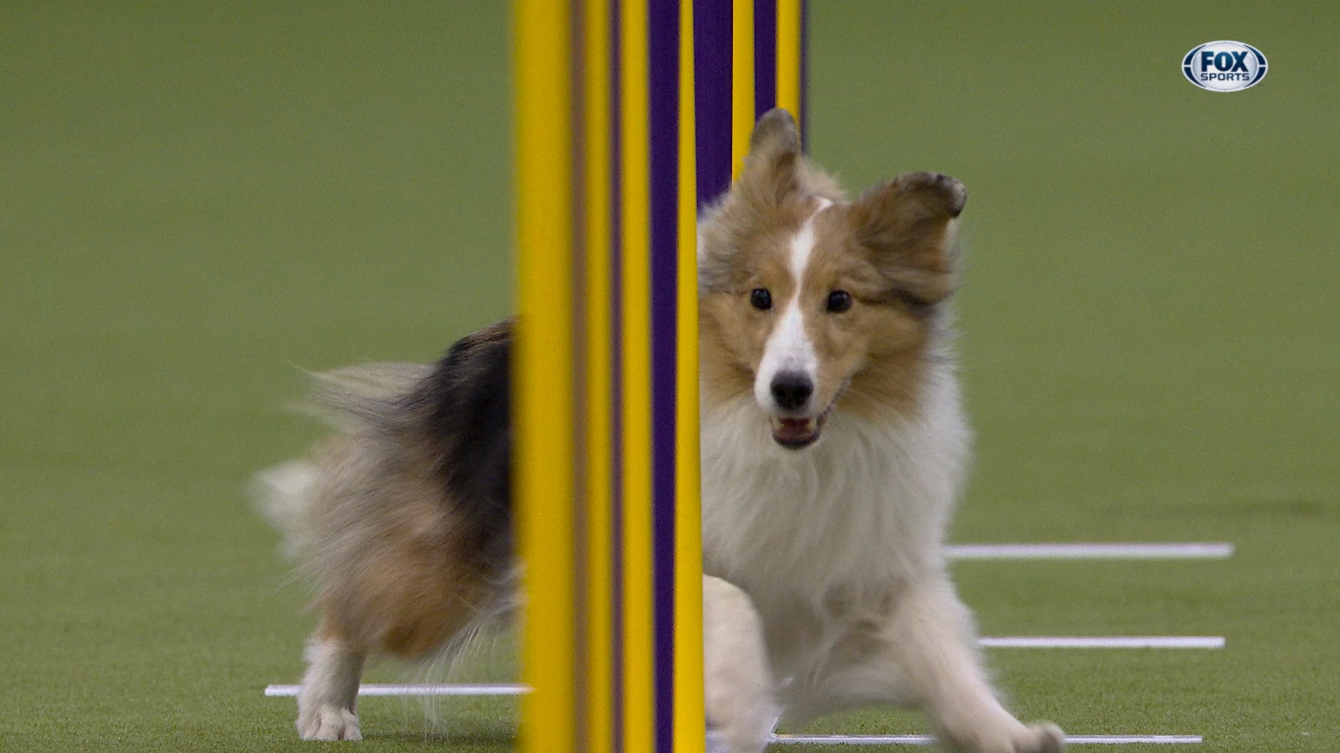 Swindle the Shetland Sheepdog wins the 12" class | Westminster Kennel Club