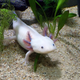 In axolotls and flatworms, regeneration is a body-wide choreograph