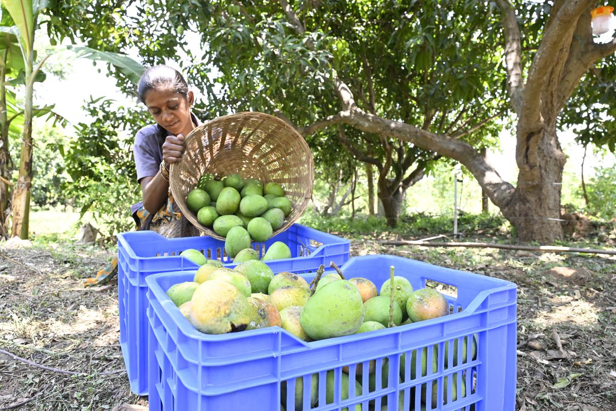 Mangoes 2025: Tamil Nadu farmers on the season’s specialities