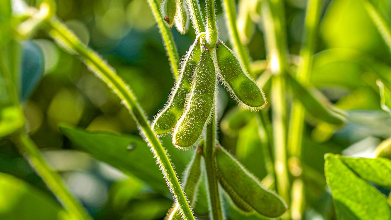 Soybeans Rallying Early on Wednesday