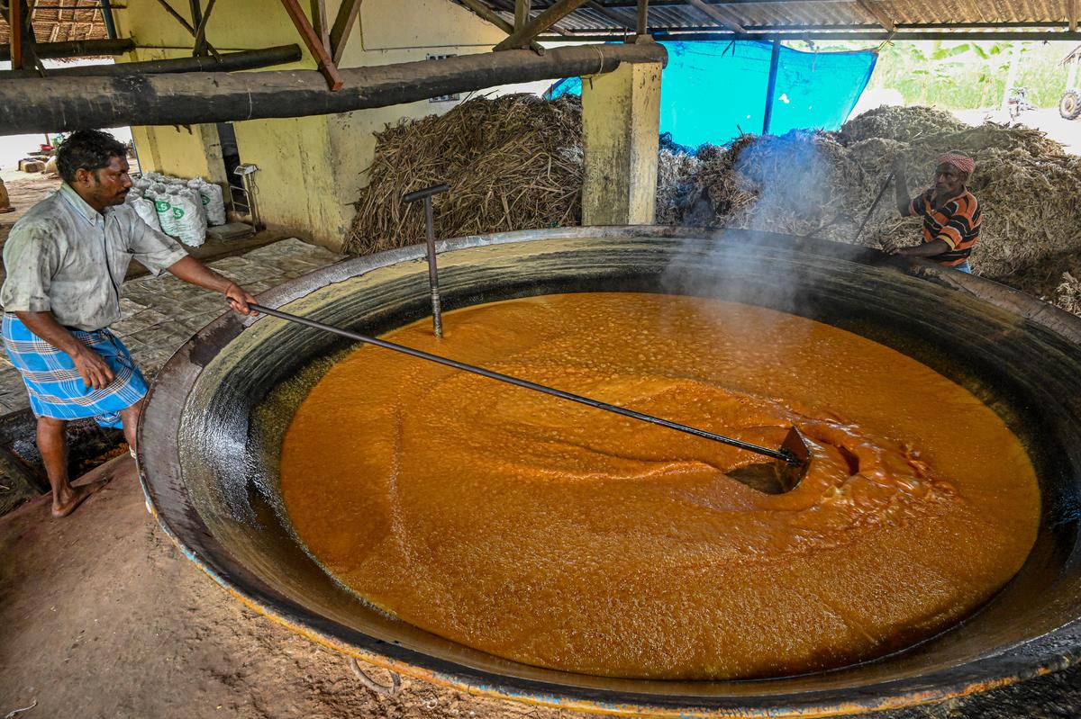 Tamil Nadu | Pongal, jaggery and a vanishing tradition