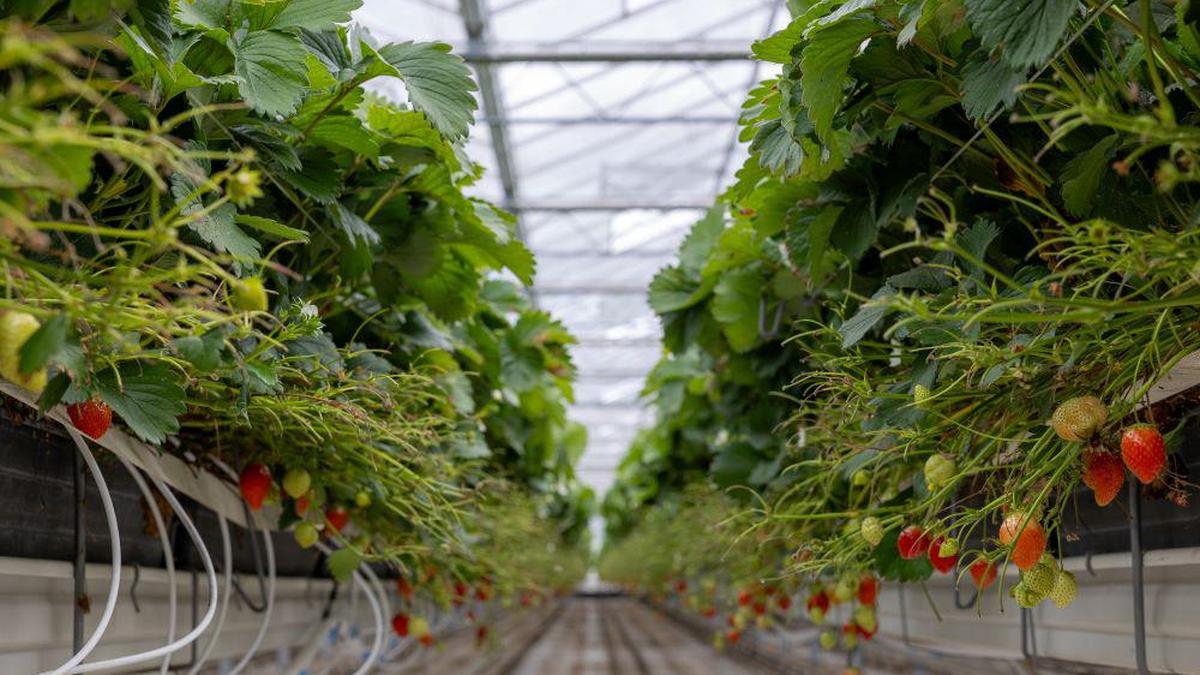 After studying India for 5 years, Dutch team offers tech for pesticide-free food production
