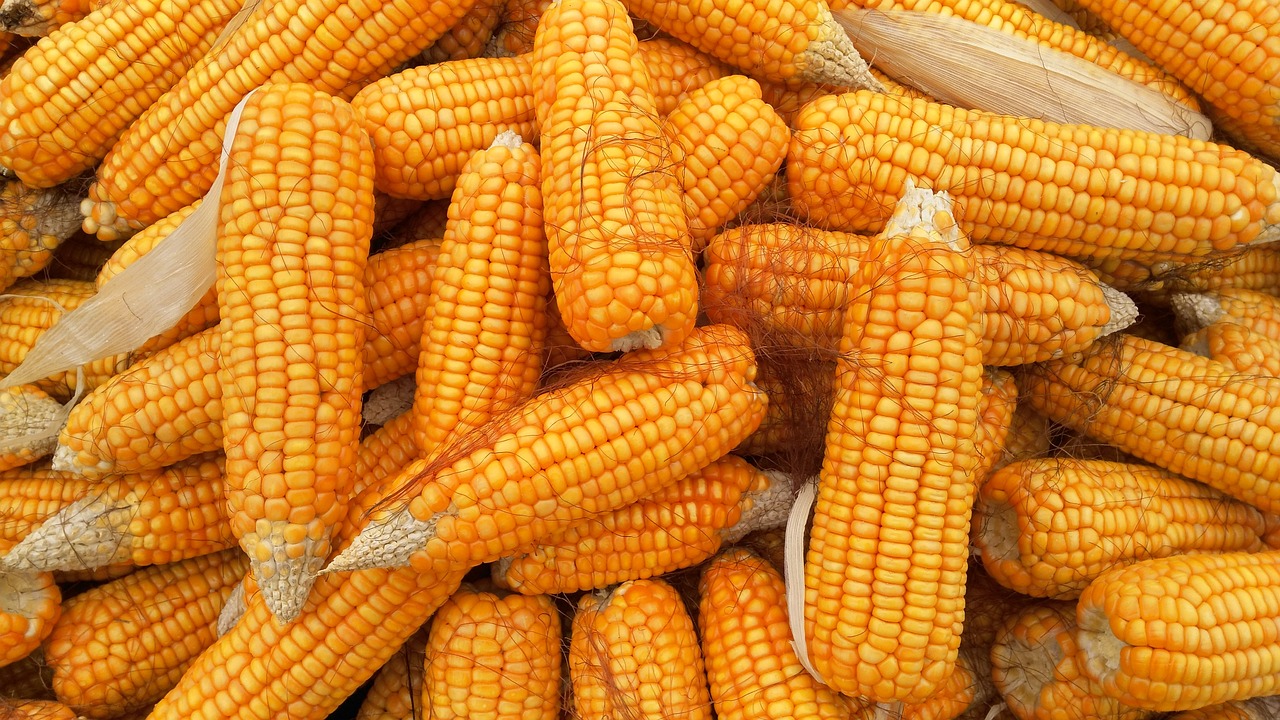 Corn Eases Back Lower on Tuesday