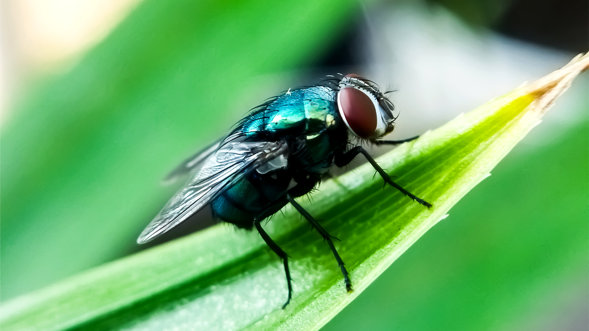 Texas Gov Greg Abbott issues disaster declaration over screwworm threat