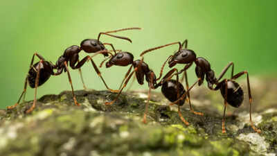 Ants vs. Humans: How tiny ants survive deadly radiation that humans cannot |