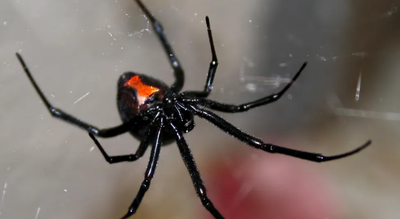 Extreme attempt to ‘get high’: Woman injects black widow venom and ends up in ICU |