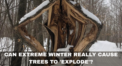 Can extreme winter really cause trees to ‘explode’? The science behind the viral phenomenon |
