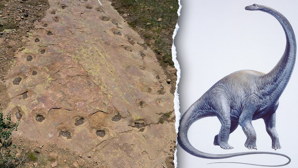 Dinosaur limping evidence found in 150 million-year-old Colorado trackway