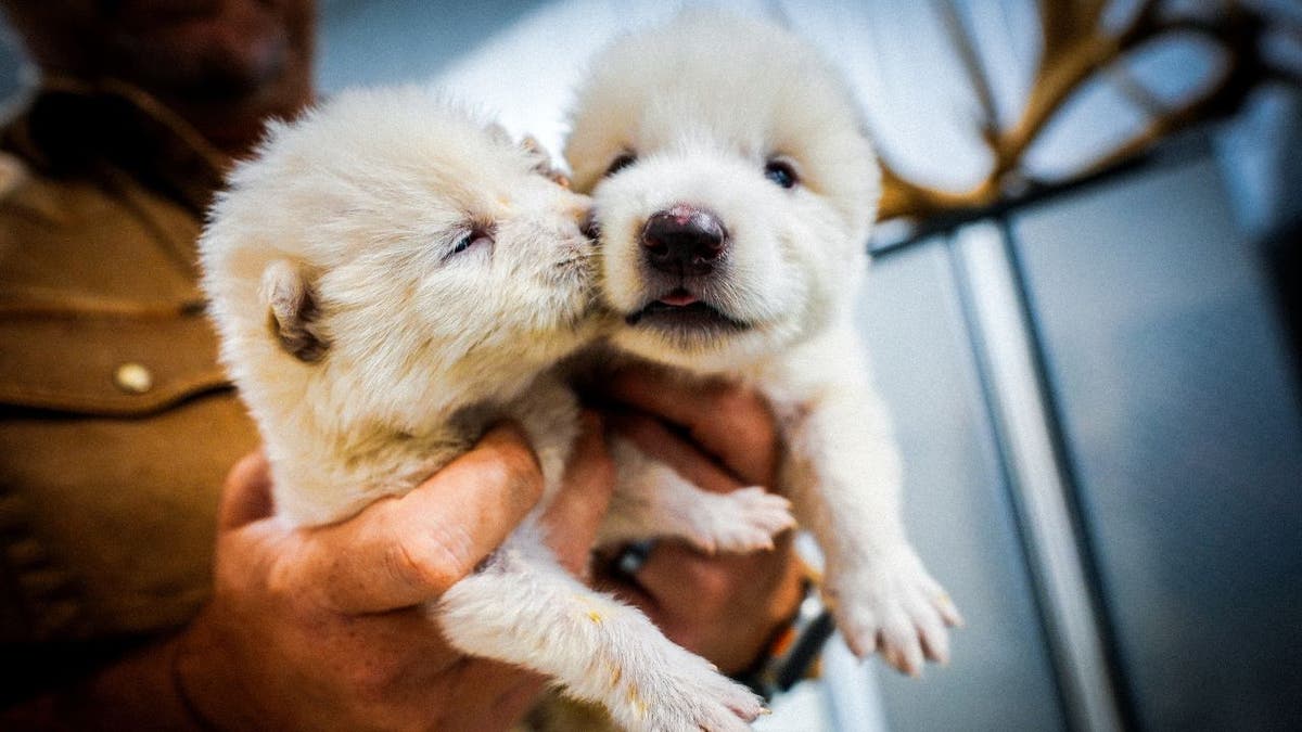 Company claims to resurrect dire wolves after 12,500 years of extinction