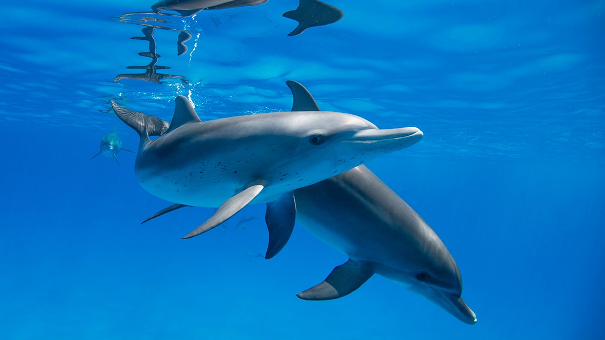 Google using AI to decode secret language of dolphins
